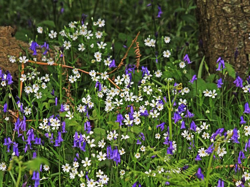 Six spring flowers to spot